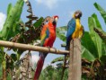 /album/fotogaleria/a3-5-cotorras-jpg/